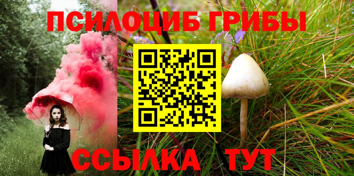 Лениногорск  Псилоцибиновые грибы Psilocybine cubensis  Вход с VPN 